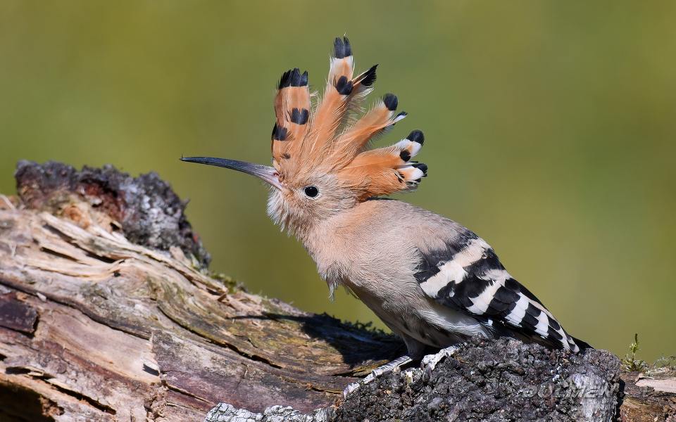 Eurasian hoopoe (Upupa epops)